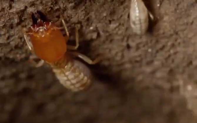 黄翅大白蚁是什么动物？  第4张