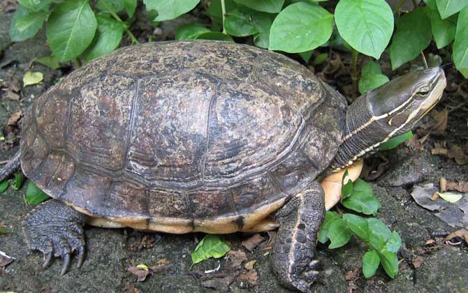 云南闭壳龟是什么动物？