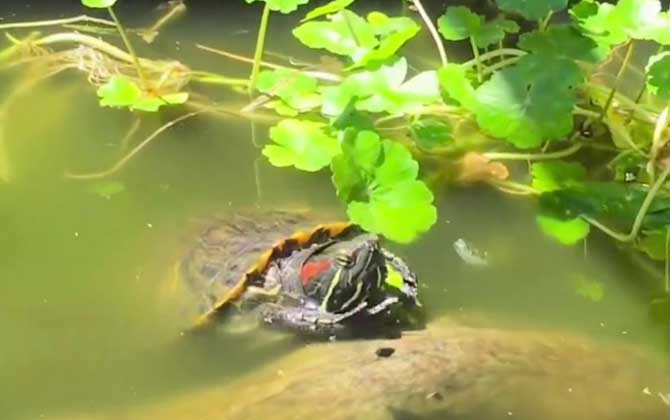 巴西龟白眼病怎么治疗？