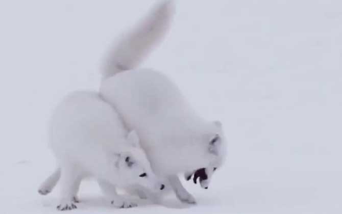北极狐和白狐是一个品种吗？