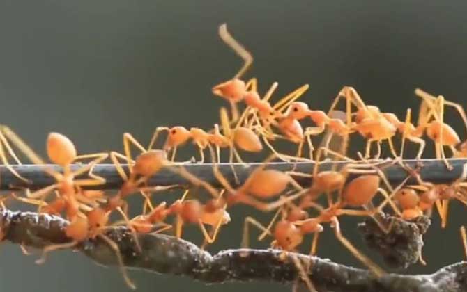 黄蚂蚁是什么动物？  第1张