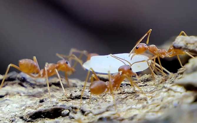 黄蚂蚁是什么动物？  第3张