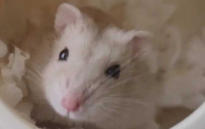 奶茶仓鼠是什么动物？