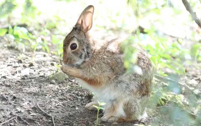 棉尾兔是什么动物？