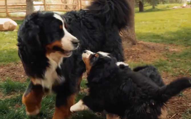 伯恩山犬是什么犬种？  第5张