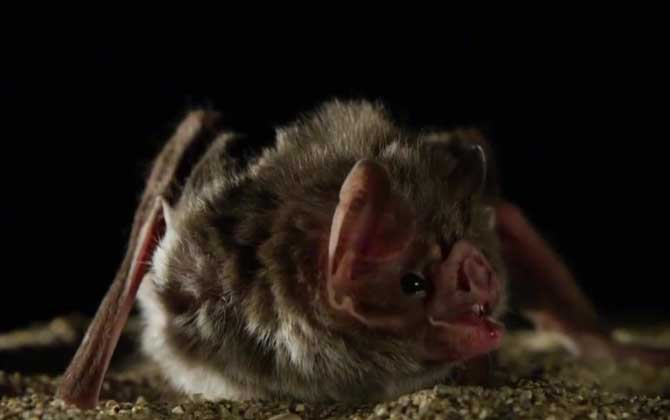 吸血蝙蝠是什么动物？