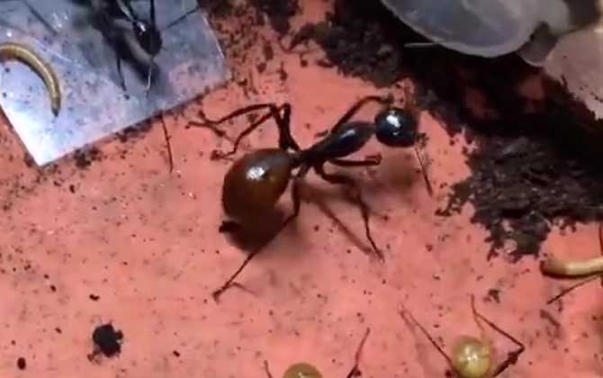 巨型蚂蚁是什么动物？