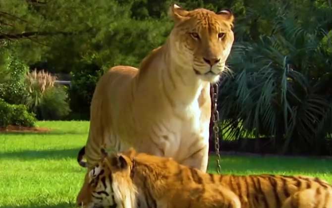 狮虎兽是什么动物？