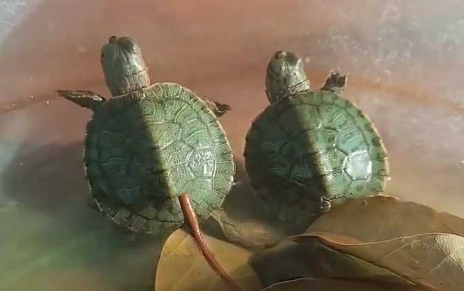 巴西龟能长多大？  第1张