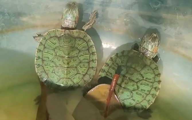 巴西龟能长多大？  第4张