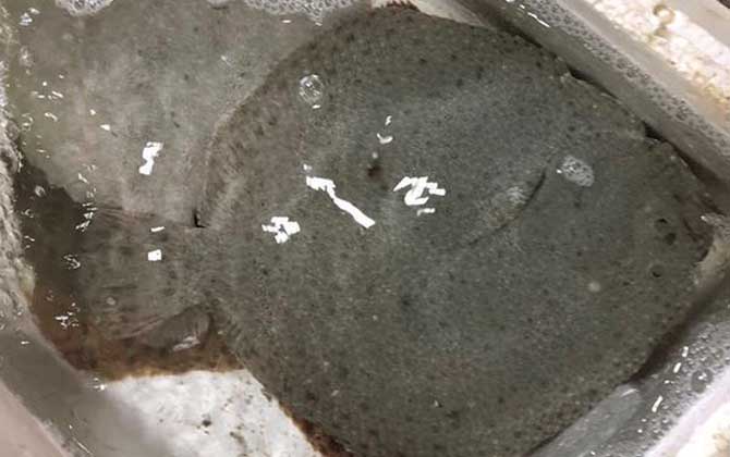 比目鱼生活在哪里？  第2张