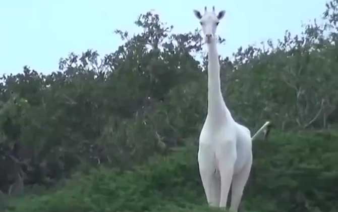 白色长颈鹿是什么动物？  第1张