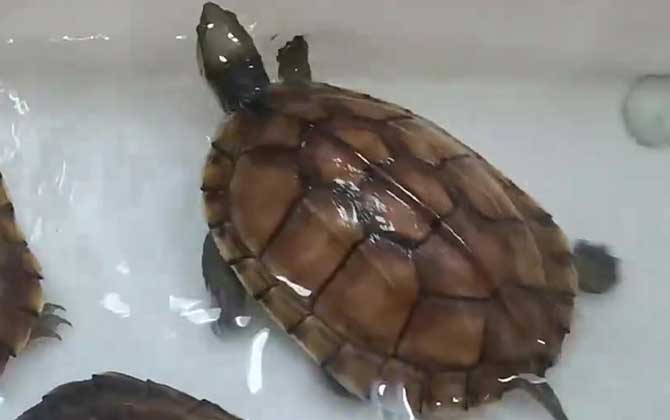 越南石龟是什么动物？