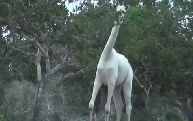 白色长颈鹿是什么动物？  第3张