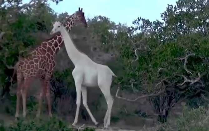 白色长颈鹿是什么动物？  第2张