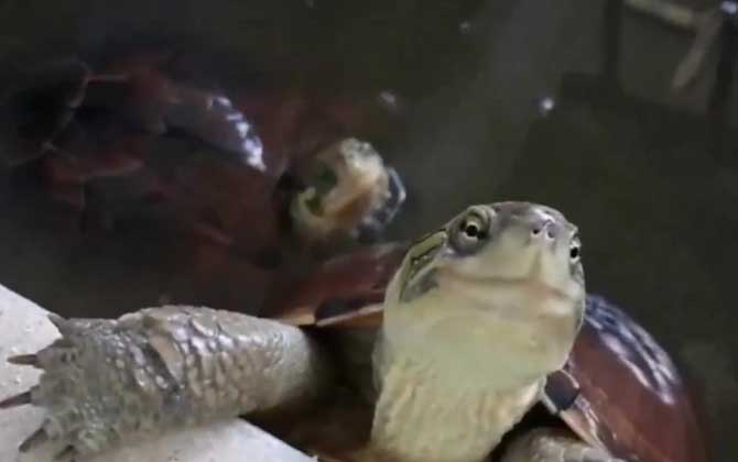 越南石龟是什么动物？  第3张