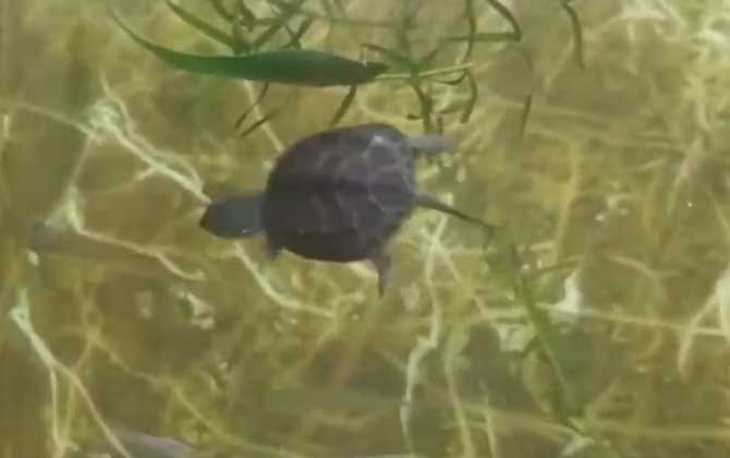 越南石龟是什么动物？  第4张
