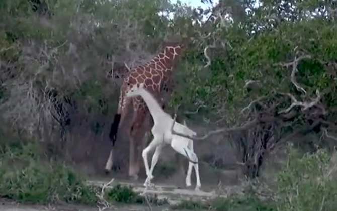 白色长颈鹿是什么动物？  第4张