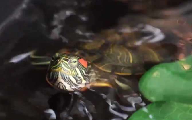 养巴西龟放多少水合适？  第1张