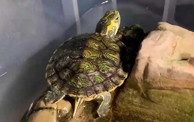 养巴西龟放多少水合适？  第3张