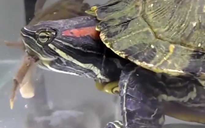 巴西龟开心的表现有哪些？