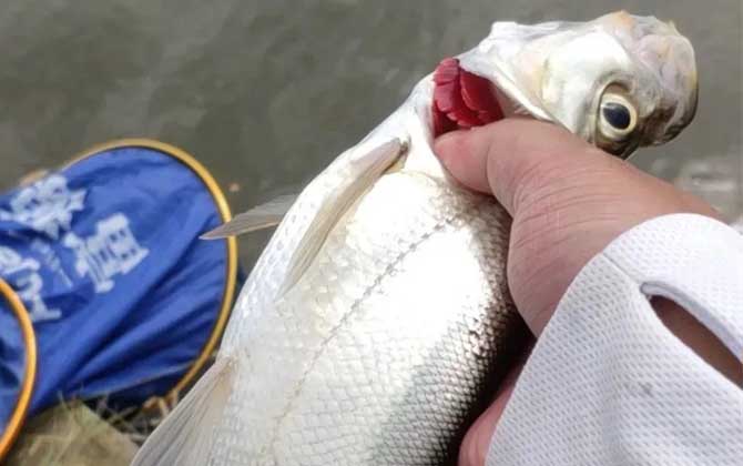 为什么禁止泥鳅钓翘嘴？  第4张