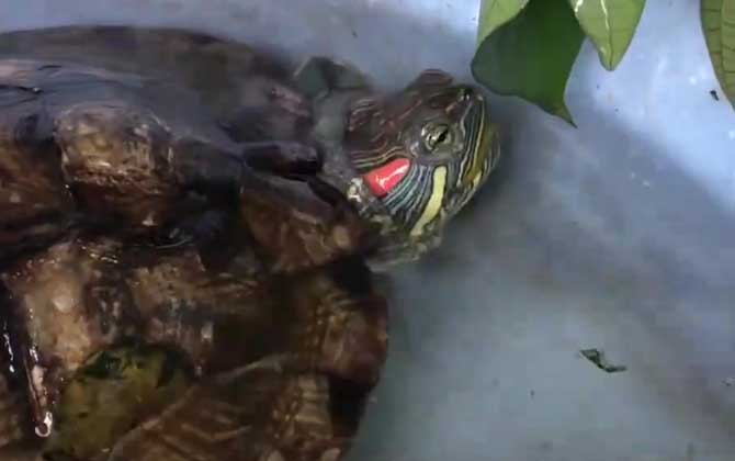 巴西龟开心的表现有哪些？  第3张