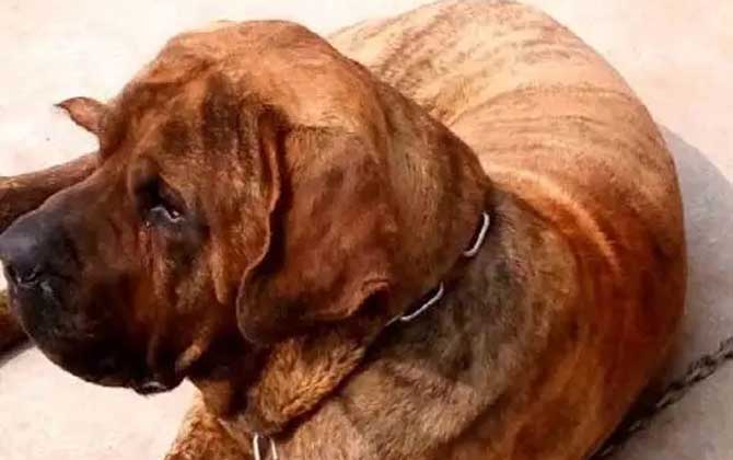 巴西獒犬是什么犬种？  第1张