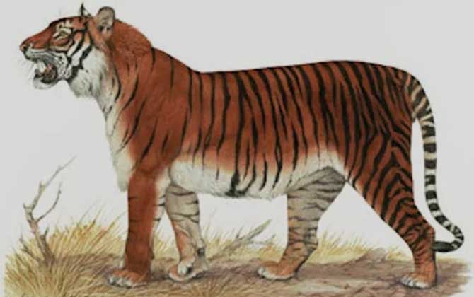 已经灭绝的四种老虎是哪四种？