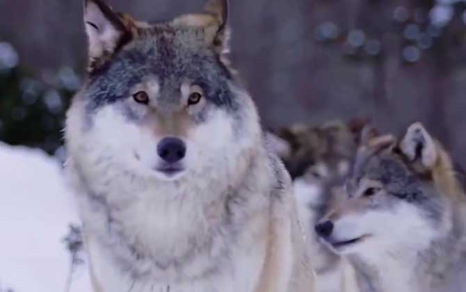 大灰狼是什么动物？