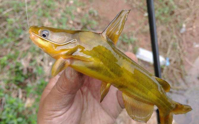黄颡鱼俗称什么鱼？