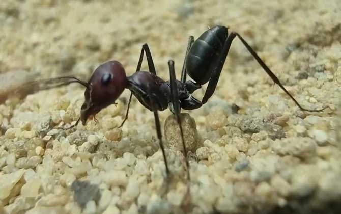 蚂蚁的唾液有毒吗？