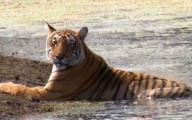 老虎的寿命一般多少年？
