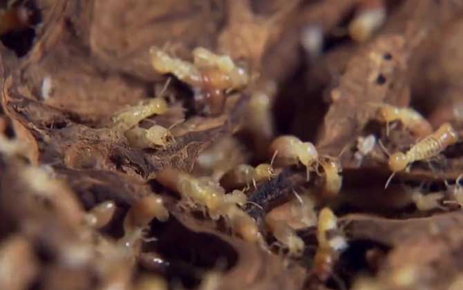 白蚁吃什么食物？