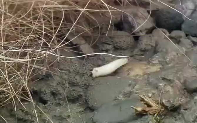 蛆虫是什么动物？  第2张