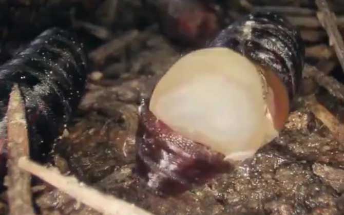 蛆虫是什么动物？  第3张
