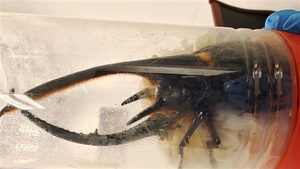 男子携带333只甲虫进境被查：可长到11厘米 属于外来物种  第1张