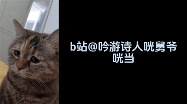 这届年轻人 正在用小猫演绎自己的精神状态  第9张