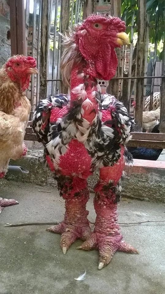 世界最贵的鸡：一双鸡腿最多能卖超10000元  第1张