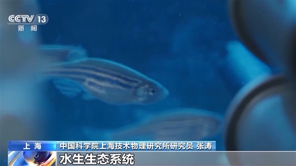 中国首次！神舟十八号乘组“太空养鱼”实验揭晓：建立生态平衡系统  第1张