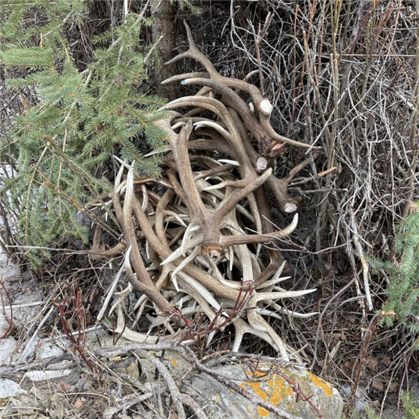 鹿角每年都会自然脱落：为何我们还要割鹿茸 而不是去捡