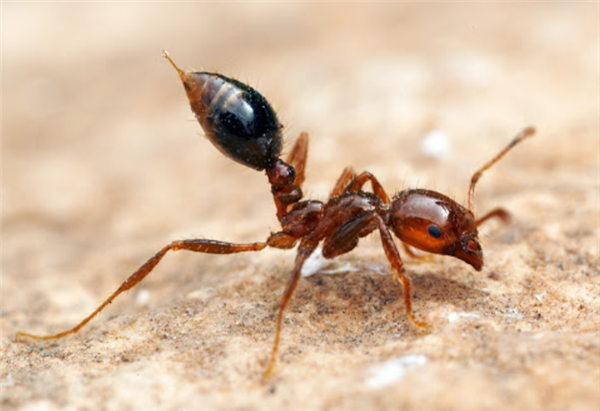 央视提醒：“地表最强入侵害虫”红火蚁进入活跃期！叮咬能致死  第1张