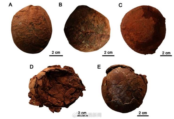 山东莱阳发现恐龙蛋新蛋种：命名“变形蛋”