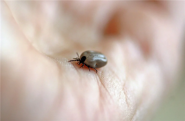 疾控在高烧老人家中找出近200只蜱虫：多地已进入活跃期！  第1张