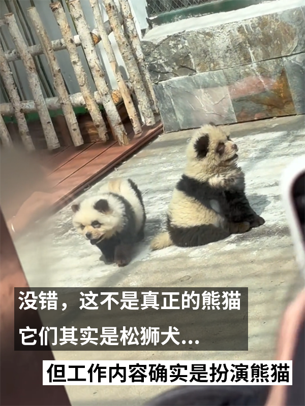 动物园用狗子假扮熊猫 难怪它们狗里狗气的  第2张