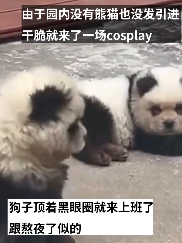 动物园用狗子假扮熊猫 难怪它们狗里狗气的  第4张
