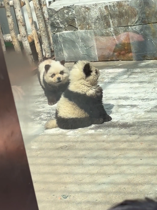 动物园用狗子假扮熊猫 难怪它们狗里狗气的  第1张