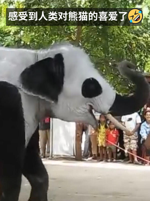 动物园用狗子假扮熊猫 难怪它们狗里狗气的  第11张