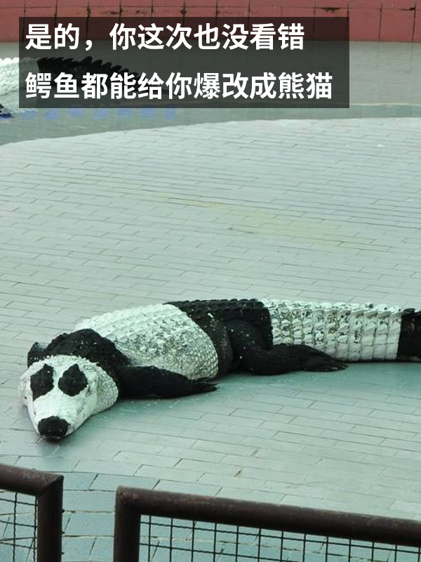 动物园用狗子假扮熊猫 难怪它们狗里狗气的  第9张