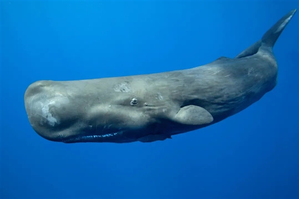 抹香鲸睡觉充满了仪式感：像沉木一样 垂直立在水下  第2张